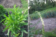 Digitalis grandiflora