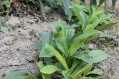 Digitalis laevigata