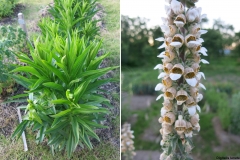 Digitalis lanata