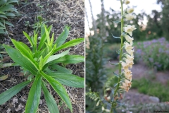 Digitalis lutea