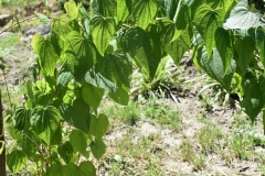 Dioscorea caucasica