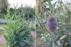 Dipsacus fulloum