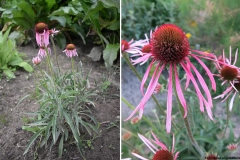 Echinacea angustifolia