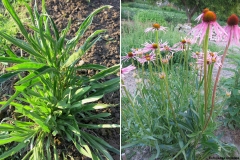 Echinacea simulata