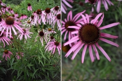 Echinacea tennesseensis