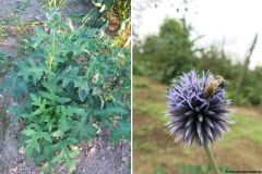 Echinops bannaticus