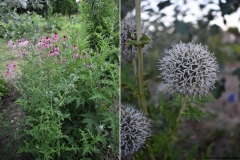 Echinops maracandicus