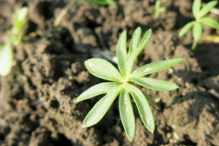 Eranthis cilicica