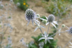 Eryngium caucasicum