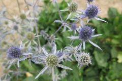 Eryngium dichotomum