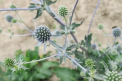 Eryngium palmatum