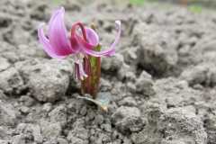 Erythronium dens-canis