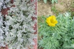 Eschscholzia californica