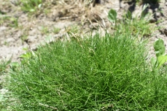 Festuca gautieri