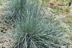 Festuca glauca 'Elijah Blue'