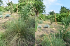 Festuca sp.