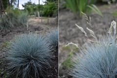 Festuca valesiaca var. Glaucantha