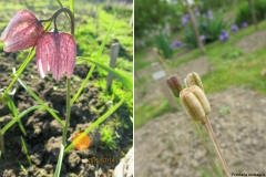 Fritillaria meleagris