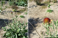 Gaillardia × grandiflora 'Burgunder'