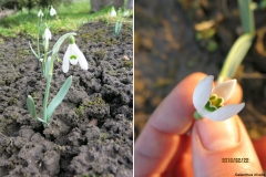 Galanthus nivalis