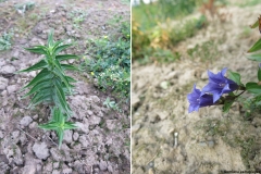 Gentiana asclepiadea