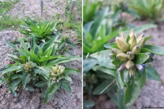 Gentiana cruciata