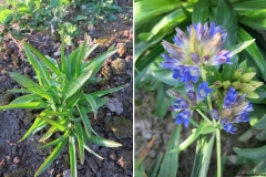 Gentiana dahurica