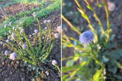 Globularia punctata