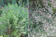 Gypsophila paniculata