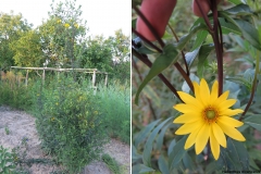 Helianthus divaricatus