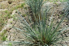 Helictotrichon sempervirens 'Pendula'