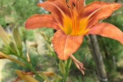 Hemerocallis fulva