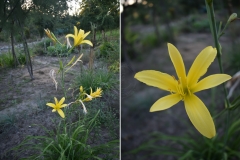 Hemerocallis lilio-asphodelus