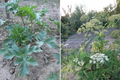 Heracleum lehmannianum