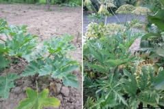 Heracleum ponticum