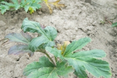 Heracleum stevenii