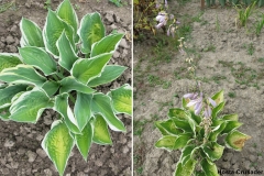 Hosta Crusader