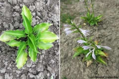 Hosta 'Invincible'