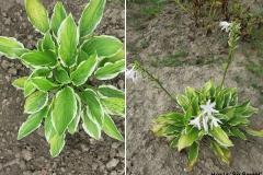 Hosta 'So Sweet'