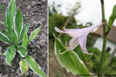 Hosta undulata var. 'Albo-marginata'