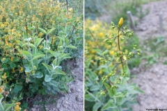 Hypericum degenii