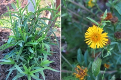 Inula ensifolia