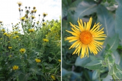 Inula helenium