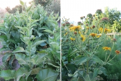 Inula magnifica