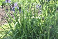 Iris-missouriensis