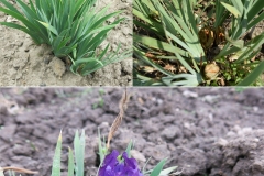 Iris pumila