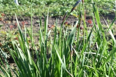 Iris-sanguinea