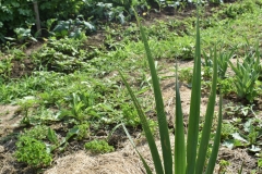 Iris sintenisii