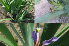 Iris sogdiana