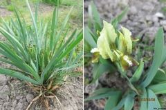 Iris_pumila